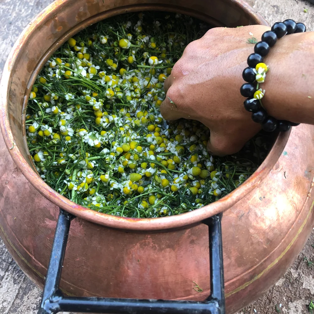 German Chamomile Hydrosol — Star Bright Farm